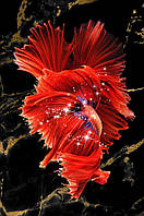 Картина Betta fish, 21х30 см, петушок розахвост красный. Интерьерная картина рыбы петушки