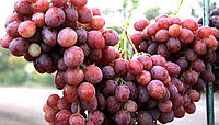Саженцы винограда "Анюта"