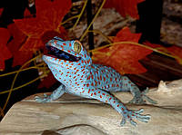 Геккон Токи (лат. Gekko gecko), яркая ящерица. Самцы 10 месяцев