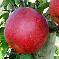 Саджанці яблуні "ФУДЖІ КІКУ". Сорт середнього дозрівання плодів.