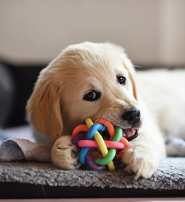 Товари для тварин