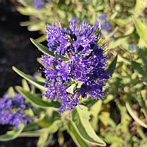Каріоптеріс Кев Блю / Caryopteris clandonensis Kew Blue, фото 3