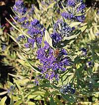 Каріоптеріс Кев Блю / Caryopteris clandonensis Kew Blue, фото 2