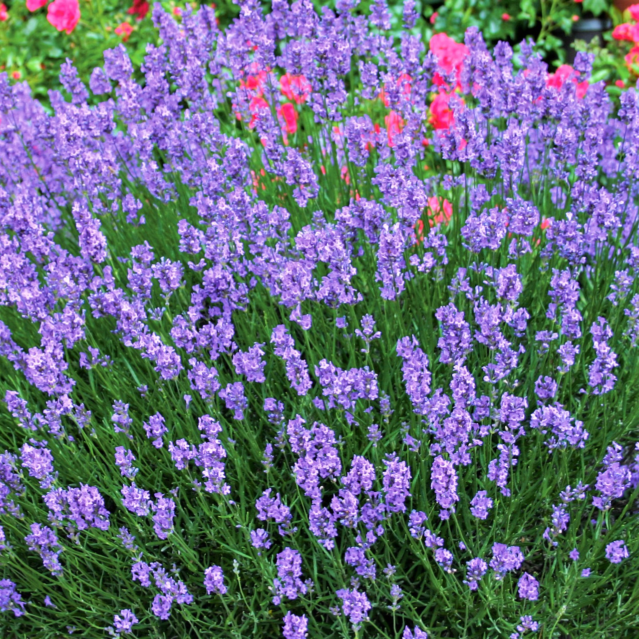 Саджанці Лаванда вузьколиста Блю Сенд Ерлі (Lavandula angustifolia Blue Scent Early)