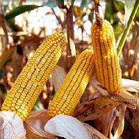 Насіння кукурудзи Орілскай (Євросем) ФАО 320