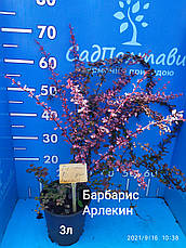 Барбарис Арлекін /Berberis thunb. 'Harlequin'/ Р9, фото 3