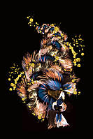 Картина Betta fish, 40х59.3 см, петушок королевский мультиколор. Интерьерная картина рыбы петушки