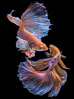 Картина Betta fish, 40х60 см, петушок вуалевый мультиколор. Интерьерная картина рыбы петушки