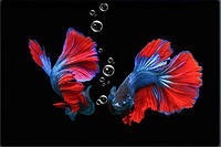 Картина Betta fish, 40х60 см, петушок дельта красно-синий. Интерьерная картина рыбы петушки