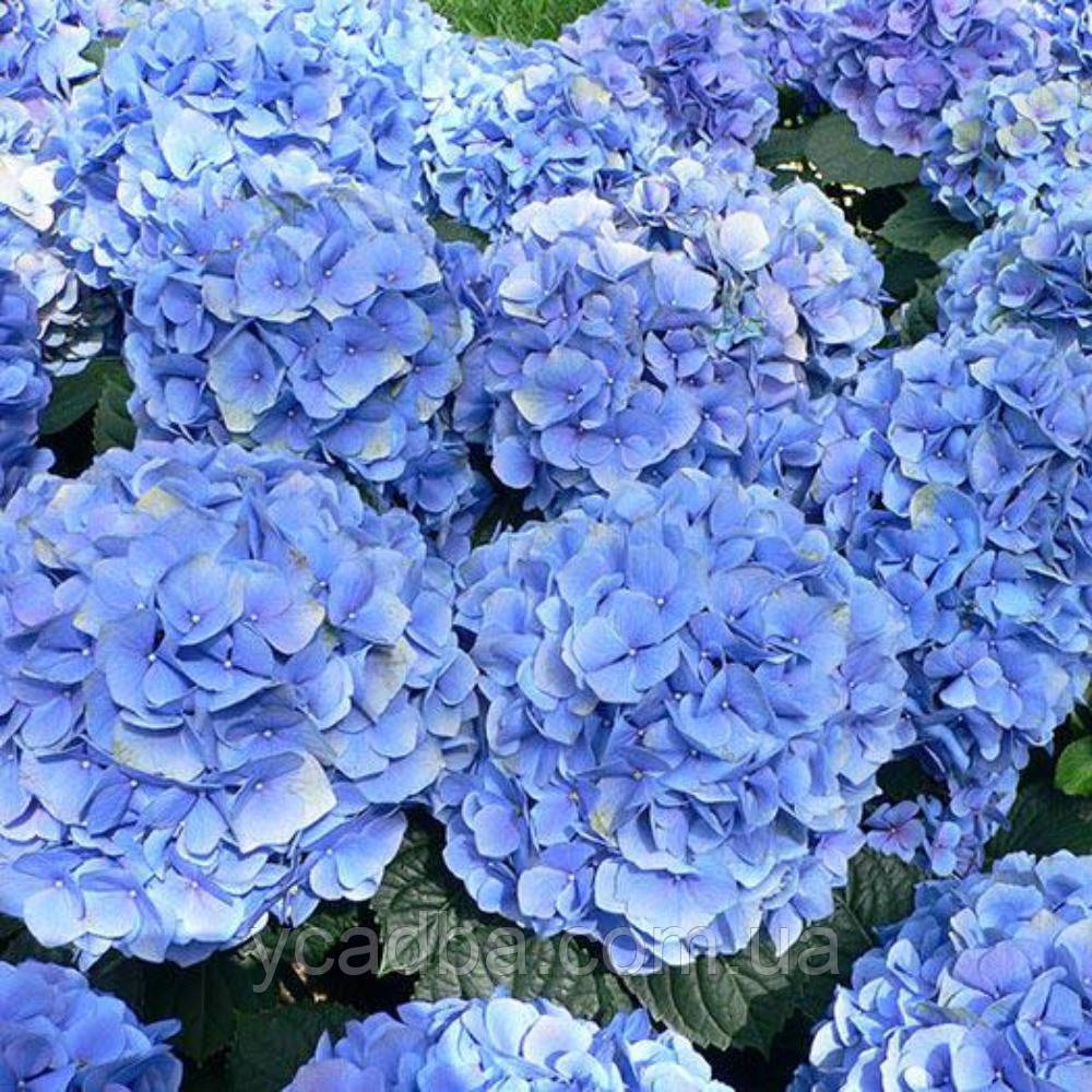 Гортензія крупнолистова Бейбі Блю Baby Blue (горшик 0,5л)