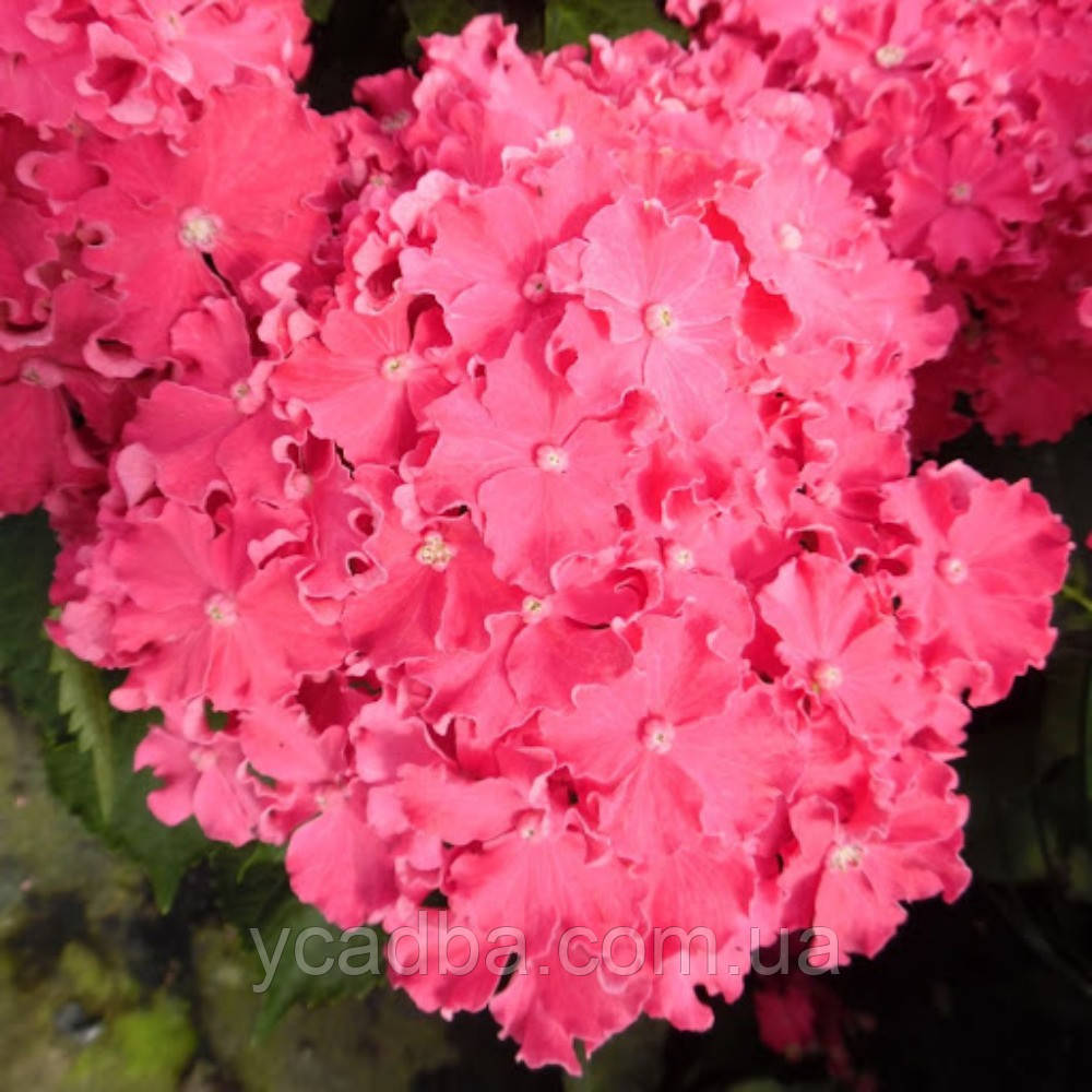 Гортензія крупнолистова Керлі Спаркл Хот Пінк Curly Sparkle Hot Pink 12 (горшик 3л)