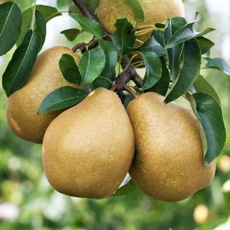 Саджанці груші Генерал Леклерк - осіннього строку, самоплідна, морозостійка, фото 1