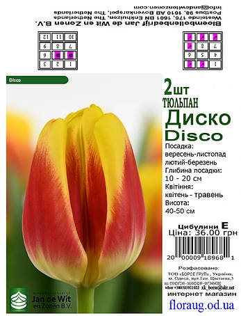 Тюльпан Диско (Disco), 2 шт. Голландія., фото 2