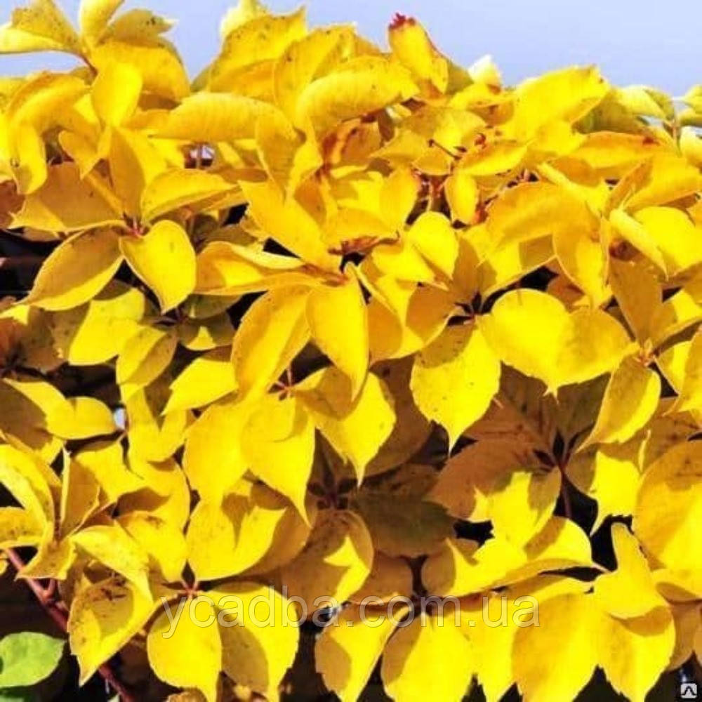 Виноград дівочий Єллоу Уолл Yellow Wall (гощик 0,5л)