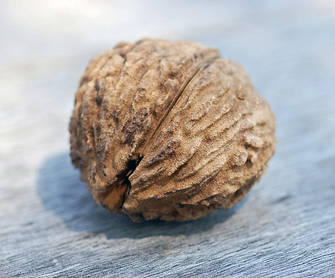 Чорний горіх (Black Walnut)