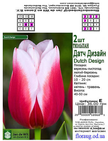 Тюльпан Датч Дизайн (Dutch Design), 2 шт. Голландія., фото 2