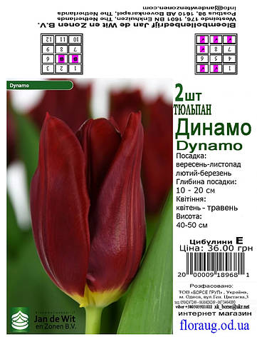 Тюльпан Дінамо (Dynamo), 2 шт. Тріумф. Голландія., фото 2