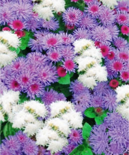 Агератум суміш, фото 1