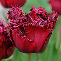 Тюльпан бахромчатий Versace цибулина (1шт.)