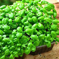 Насіння капусти 100г на мікрозелень