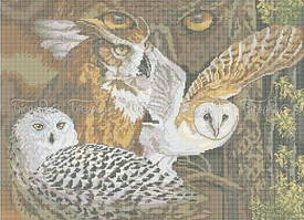 Схема на тканині для вишивки бісером Погляд сови ЧВ-7039 БісерОк
