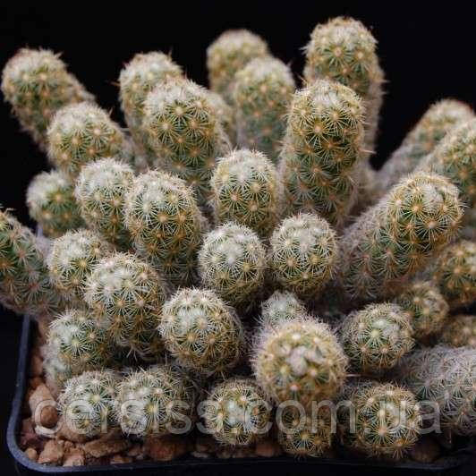 Кактус маммілярія, Mammillaria