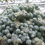 Кактус маммілярія, Mammillaria, фото 2