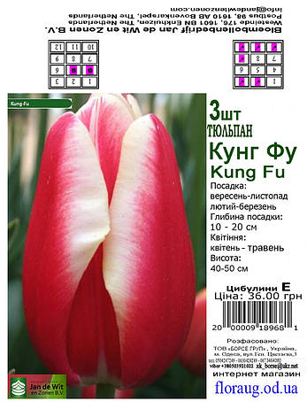 Тюльпан Кунг Фу (Kung Fu), 3 шт. Тріумф. Голландія., фото 2