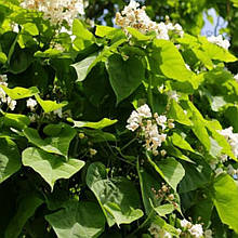 Катальпа (горщик 3л)