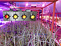 Фітолампа для рослин 200 W, Full spectrum 400-840nm (380 нм, 445 нм, 4660 нм, 610 нм, 630 нм) з лінзою 60 градусів, фото 9
