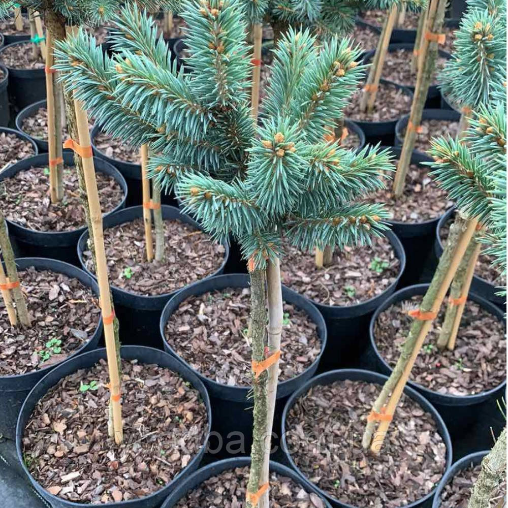 Ялина Блю Перл на штамбі (горщик), фото 1