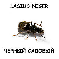Lasius Niger черный садовый муравей матка+расплод+до 20 рабочих для муравьиной фермы (формикария)