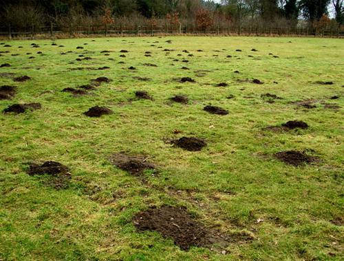 Кротова пастка, Чемодан, Kretołap - Target, фото 3