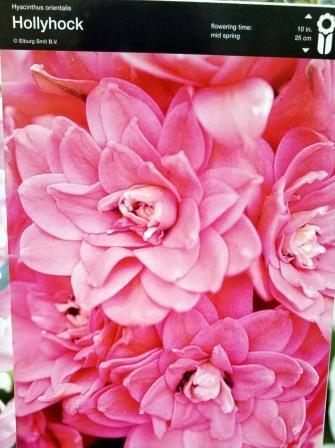 Гіацинт махровий Hollyhock 1шт