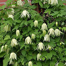 Клематис Блю Экспложен