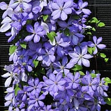 Клематис Надія