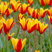 Цибулини тюльпана ботанічного Clusiana var Chrysantha