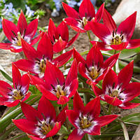 Цибулини тюльпана ботанічного Tiny Timo (1 шт.)