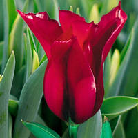 Тюльпан Burgundy (лілієвидний) цибулина (1 шт.)