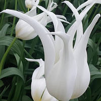 Цибулини тюльпанів Valley White (лилиевидний)