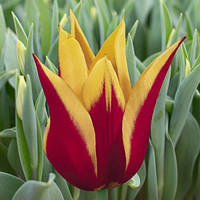 Тюльпан Synaeda King (лілієподібний) цибулина (1 шт.)