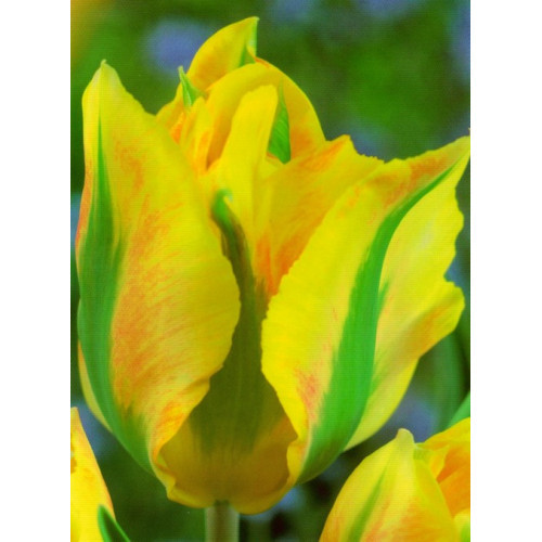 Тюльпан Formosa (зеленоквітковий) цибулина (1 шт.)