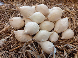 Цибулю севок ГЛЕДСТОУН (тиканка) 1 кг