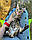 Хлопчик бенгал, (Жовтогарячий нашийник) ін. 04.06.2021. Бенгальські кошенята з вихованця Royal Cats. Україна, Київ, фото 8
