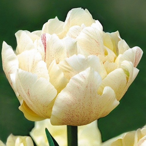 Тюльпан Montreux махровий цибулина (1 шт.)