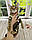 Дівчинка бенгал, (Червоний нашийник) ін. 20.06.2021. Бенгальські кошенята з вихованця Royal Cats. Україна, Київ, фото 3