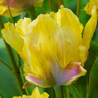 Тюльпан Yellow Lizard папуговий цибулина (1 шт.)