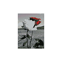 Алмазная мозаика "Красная и белая розы" 30х40