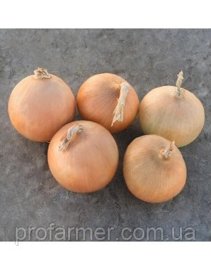 Озима цибуля сіянка Радар/Рейдер (Radar) Broer b.v. (Голландія) 400 г
