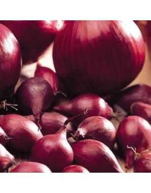 Цибулю севок Ред Барон (Red Baron) TOP Onionsets (Голландія) 500 г
